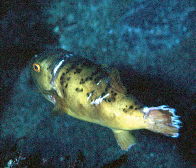 Takifugu chrysops